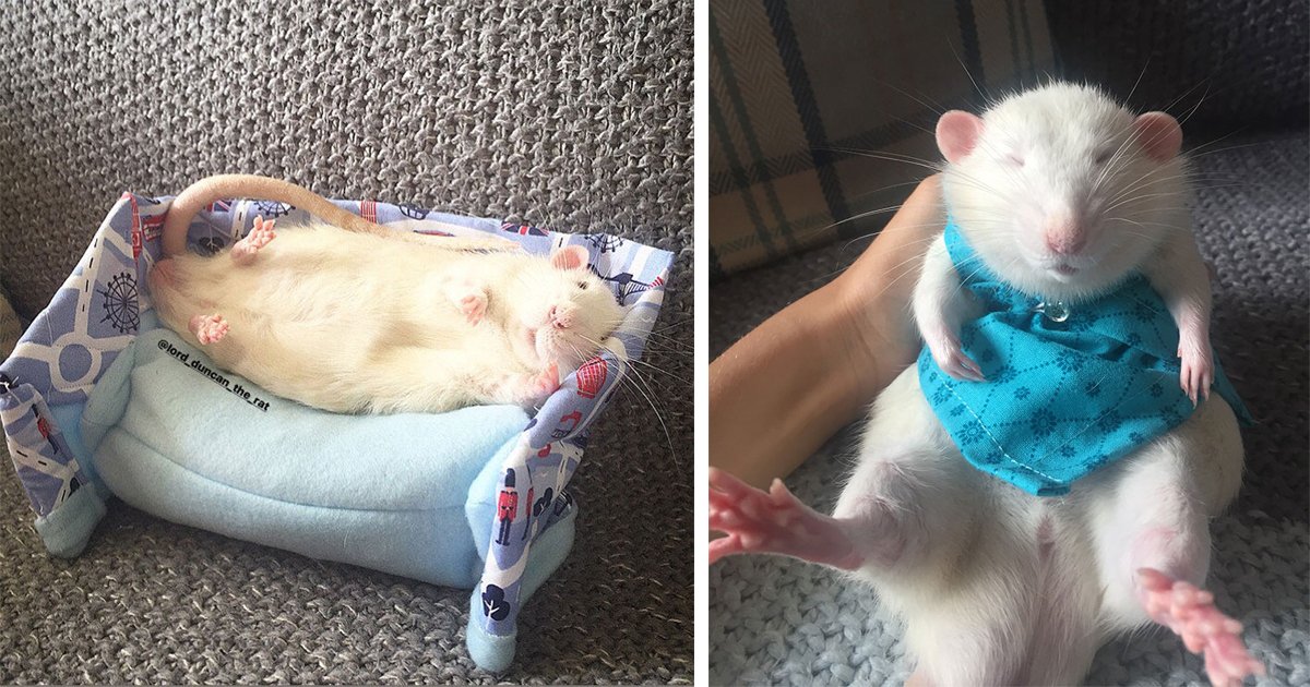 Woman Makes Mattresses And Matching Pajamas For Rats, They Are So Adorable