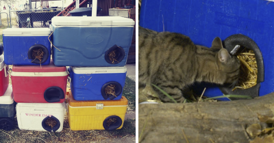 Guy Uses Unwanted Coolers To Make Winter Shelters For Stray Cats