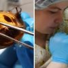 Vets Perform Successful Surgery On A Giant Pet Cockroach
