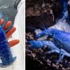 One-In-Two-Million Rare Bright Blue Lobster Caught by A Lucky Fishermen