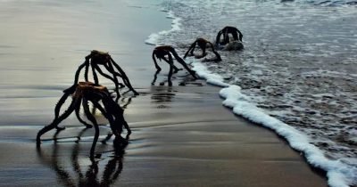 Beach aliens pictures spread panic, raises environmental issues awareness.